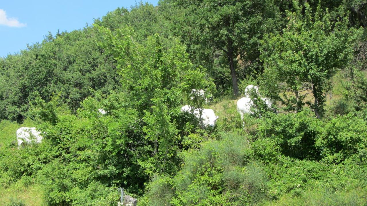 Готель Casale Le Fontanelle Monte Grimano Terme Екстер'єр фото